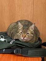 https://images.plurk.com/6vrjNDltC8xix6xBSywYHq.jpg