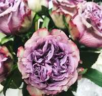 https://images.plurk.com/6wMwSIxh70gO0ByKHHctiy.jpg
