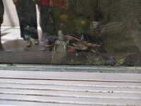 https://images.plurk.com/6wlW6MX7LNbo4YiZpH0EW9.jpg
