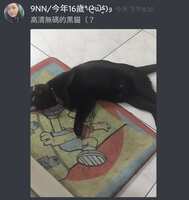 https://images.plurk.com/6wnvIQNqvLyuw31jMloUMn.jpg