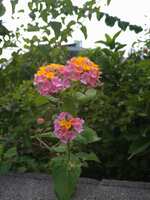 https://images.plurk.com/6ywdLvxh3bBFCgdl8yePw2.jpg