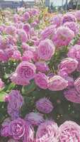 https://images.plurk.com/70Rp7MSdcsGwVtc3L8UXYq.jpg