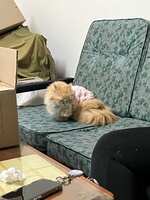 https://images.plurk.com/70x8mfOEr6axuJt9oOxoAw.jpg