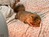 https://images.plurk.com/71iABOhmfaTV5IphbVyfkM.jpg
