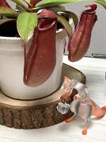 https://images.plurk.com/71xm8DOmoq0O9muDcYucYe.jpg