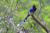 https://images.plurk.com/73vNZs1sLS1dc2EzsNpZo7.jpg