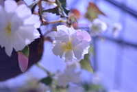 https://images.plurk.com/74PZreXinZq1LPS4mmB8Kf.jpg