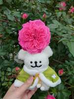 https://images.plurk.com/7594NClJSkq8FMYJ0iEsiA.jpg