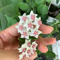 https://images.plurk.com/75NrGNq64NUfQmE7edE5jC.jpg