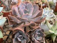 https://images.plurk.com/76DZdp1LoCEkb7Mp2BzUgJ.jpg