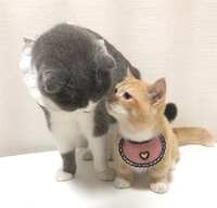 https://images.plurk.com/76FJpLfEi6fiNhk5UEnE0Y.jpg