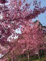 https://images.plurk.com/77J2rVjiNRZXHgK3Ag1zXW.jpg
