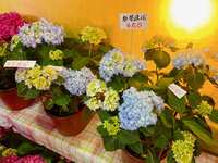 https://images.plurk.com/77PmuQIaNuaWCxp0yYSaXu.jpg