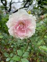 https://images.plurk.com/77bW1UBXiKVzyuDA2umEw.jpg