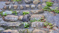 https://images.plurk.com/77d1KwXsNpcBvyfCAccjPK.jpg