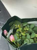 https://images.plurk.com/78KS0VEYaGFL0vHW579jZ0.jpg