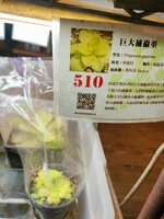https://images.plurk.com/78Tc0vZ7XUel2H6xEd18kq.jpg