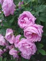 https://images.plurk.com/78e0qoRlQ5uNCd9jkUMLzK.jpg