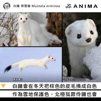 https://images.plurk.com/79ZP6XHTb6ps33BJ2smtQP.png