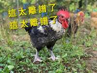 https://images.plurk.com/79vfJ3hlf8cj2QrryOFOkB.png