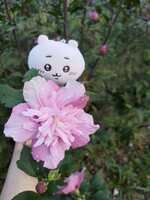 https://images.plurk.com/7C3HJaJatHce6hB2OzoUdB.jpg