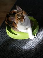 https://images.plurk.com/7Cf0PAjGoRLPZh5vy28cc0.jpg