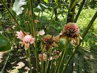 https://images.plurk.com/7CnSqlKuFJPyoc7SOC0gxL.jpg