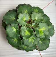 https://images.plurk.com/7D7V9IygTYzsdRerfX9olX.jpg