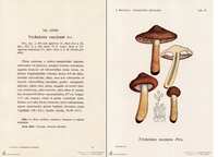 https://images.plurk.com/7DExIe5RGcj8jTnQluGcLI.jpg