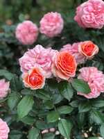 https://images.plurk.com/7EpqY1l5wsMHFudqCtXyaN.jpg