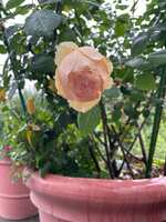 https://images.plurk.com/7EyF8ZHxOYsakt2tbQqfbc.jpg