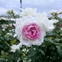 https://images.plurk.com/7FGwyarYBrdjMV5LkB3Ip4.jpg