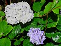 https://images.plurk.com/7FR8CQcYbxCA2OVyOy2ziW.jpg