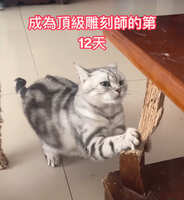 https://images.plurk.com/7FZQgWaUcAwZ63X6SnnDHw.jpg