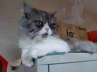 https://images.plurk.com/7GoIzeVgWQlhtFfkKQdyty.jpg