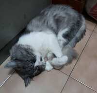 https://images.plurk.com/7HGB8jozrd0r18lNKsZaZx.jpg