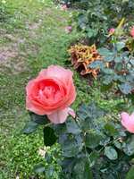 https://images.plurk.com/7Iawu7yCbyZBhwe6rGyZPS.jpg