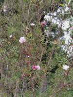 https://images.plurk.com/7JePfAx2xqddxW7U1LA8LI.jpg
