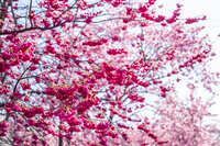 https://images.plurk.com/7KFtfyCIEh9aHj6CGURk0x.jpg
