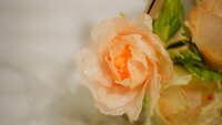 https://images.plurk.com/7KHEJKXZW0GxQN7TmY7mC5.jpg