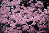 https://images.plurk.com/7KqB69f3HmelpgVTiZr1h5.jpg