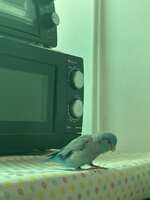 https://images.plurk.com/7LfvKtafD7xIESzS9KOAQz.jpg