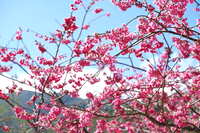 https://images.plurk.com/7LrUaQwOr3AZ9znoJcK4cO.jpg