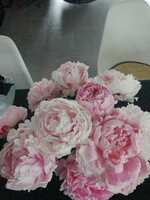 https://images.plurk.com/7MJrBAsdmuOeX7UR1JR5O1.jpg