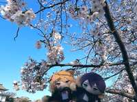 https://images.plurk.com/7MwatncV7YAi73bDPzJ3Xm.png