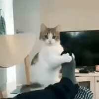 https://images.plurk.com/7aM8MUvOYMuhWtDnpNDOdt.gif