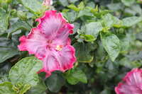 https://images.plurk.com/7asjrKV45JroiOxcP8M9WK.jpg