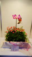 https://images.plurk.com/7bPKnRFLMOhYl7JtMDmnWq.jpg
