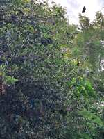 https://images.plurk.com/7bw5lw9XEDG7xmNhcC8C0j.jpg