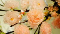 https://images.plurk.com/7cPrthMTkXth2diAOQPlPk.jpg